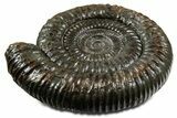 Jurassic Ammonite (Dactylioceras) Fossil - England #351161-1